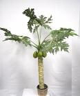 Papaya